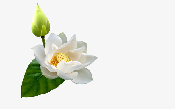 白色洁白花朵免抠