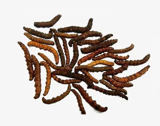 免抠素材各种各样的虫草免抠