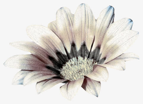鲜花免抠