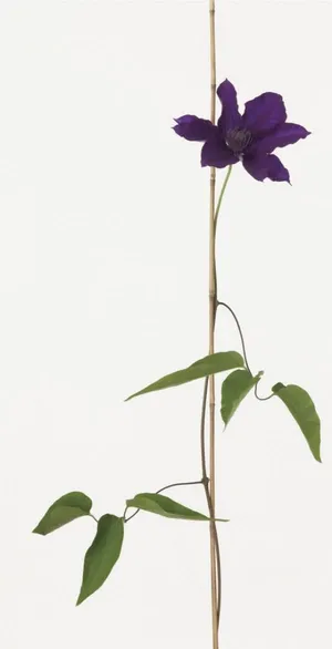 紫色花卉高清摄影图片免抠