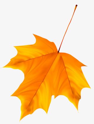 一片落叶免抠