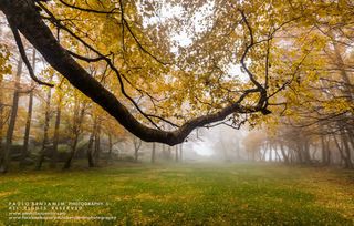 秋天飘满落叶的枫树林免抠