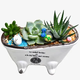 多肉植物组合盆栽免抠