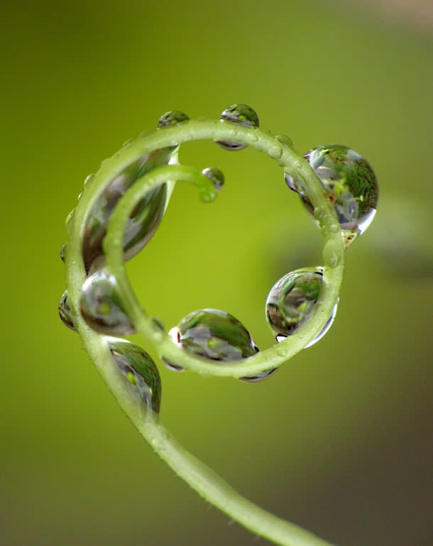 水珠绿色藤蔓嫩芽免抠