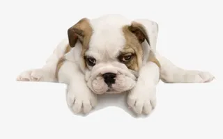 一只小奶狗免抠