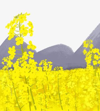 手绘春天油菜花插画免抠