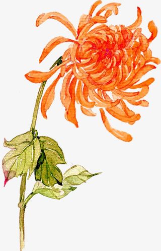 重阳节红色菊花免抠