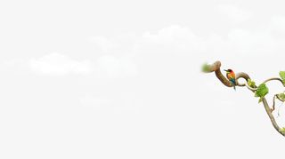 白云树叶树藤免抠