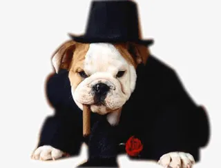 穿西装的斗牛犬免抠