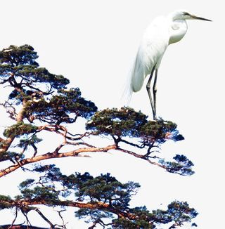 松树白鹤免抠