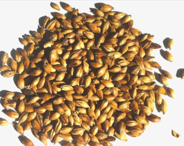 麦芽原料免抠