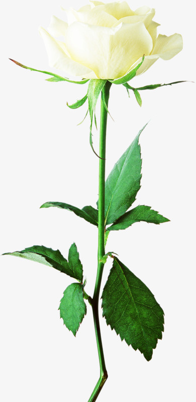 花免抠
