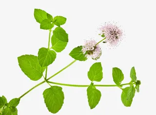 薄荷花 粉色 叶子免抠