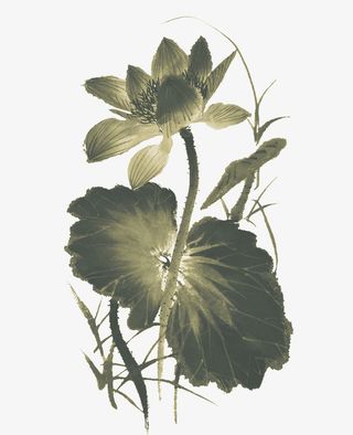 绿色中国风莲花荷叶装饰图案免抠