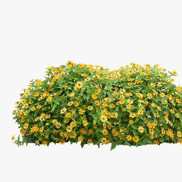 绿色植物免抠