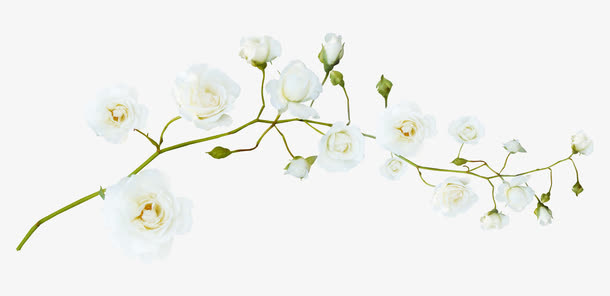 梨花花苞树枝免抠