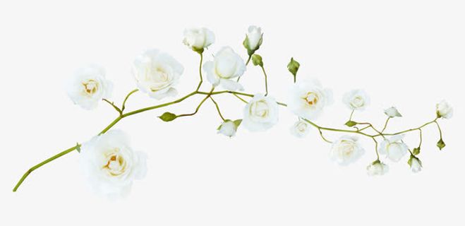 梨花花苞树枝免抠