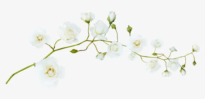 梨花花苞树枝免抠