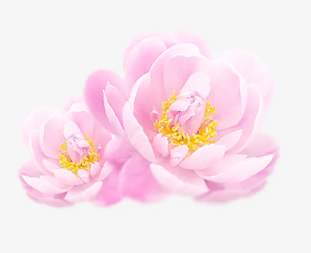 清新唯美牡丹花png免抠
