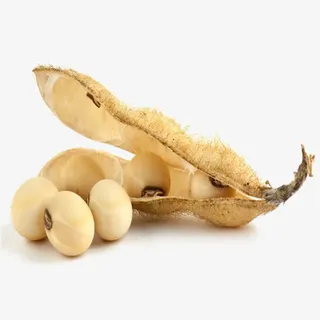 收获的黄豆免抠