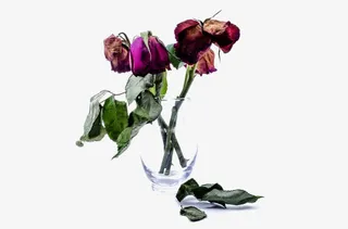 枯萎的玫瑰花免抠