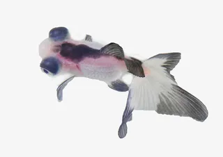 黑白花色金鱼素材免抠