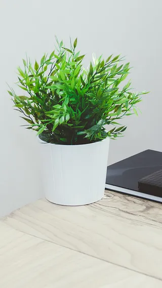 放在桌上的花盆H5背景高清