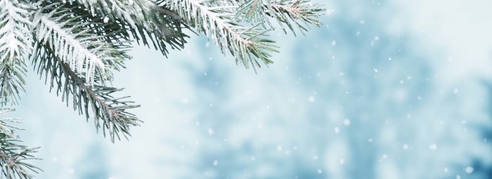 摄影下雪松树枝背景高清