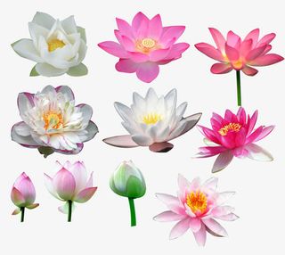 各种荷花免抠
