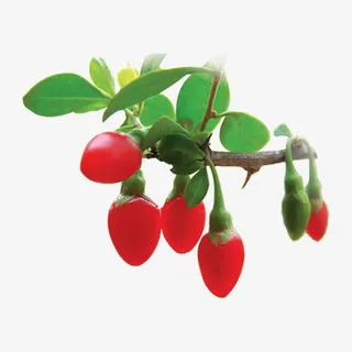 野生红枸杞实物图免抠