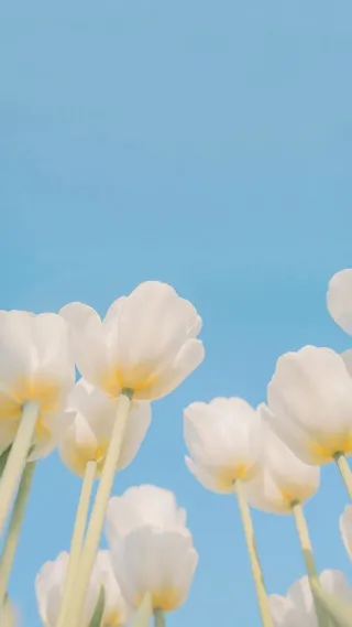 四季壁纸小清新高清