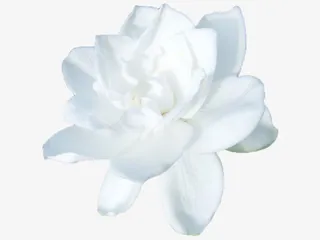 栀子花免抠png免抠