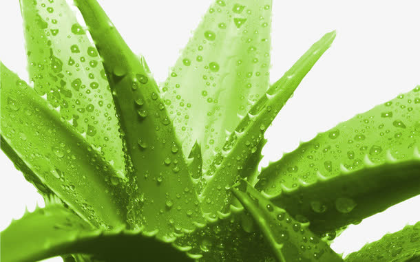 芦荟露珠免抠