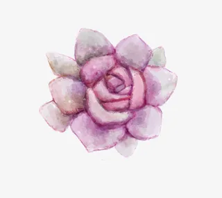 小清新插画广告设计卡通多肉盆栽免抠