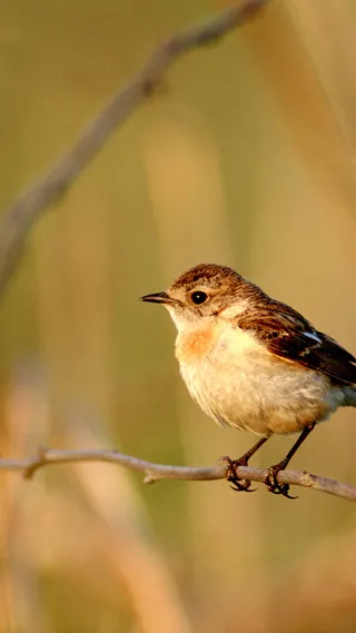 树枝上的小鸟H5背景高清