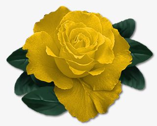 手绘绿植花卉免抠