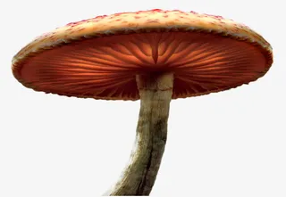 魔幻点缀气氛 毒蘑菇免抠