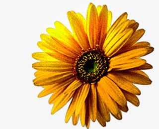 黄色菊花花卉七夕情人节免抠