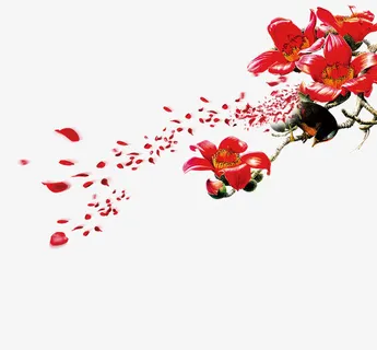 木棉花免抠素材免抠 木棉花免抠素材免抠