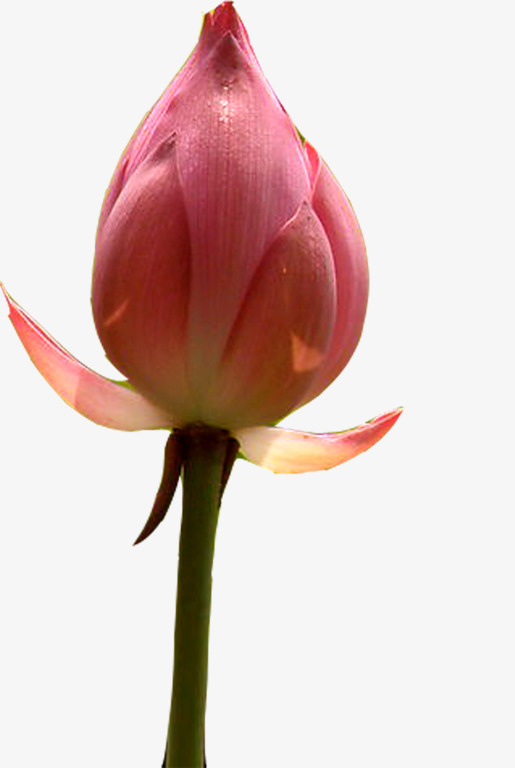 红色花骨朵免抠
