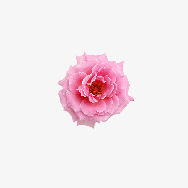 鲜花 花朵 花儿素材免抠