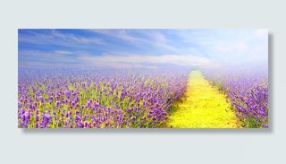 清新薰衣草实景背景高清