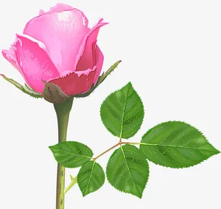 手绘玫瑰花免抠