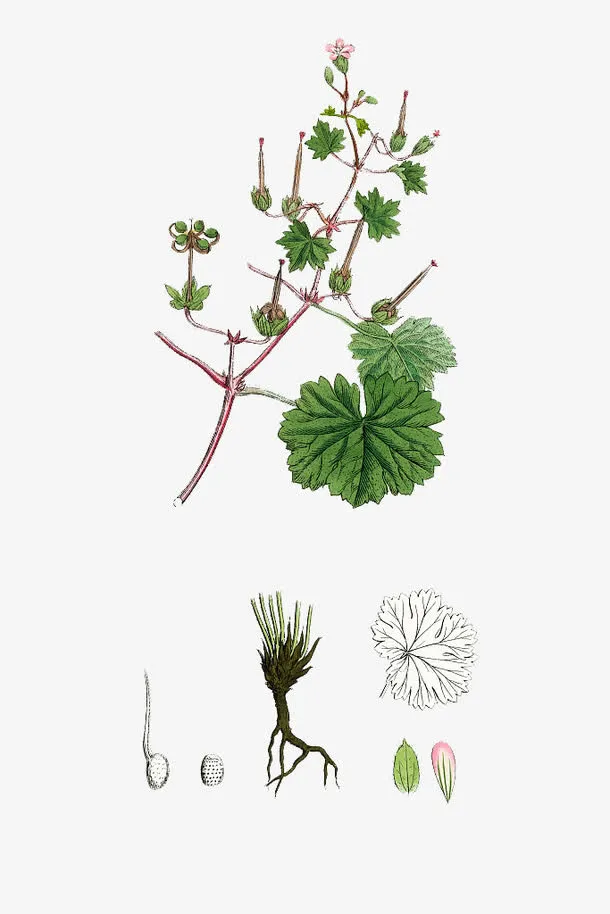 手绘天竺葵免抠