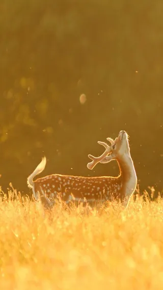 清新欧美插画小鹿H5背景高清