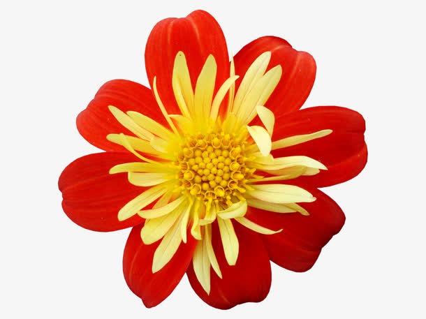 手绘鲜花图片免抠