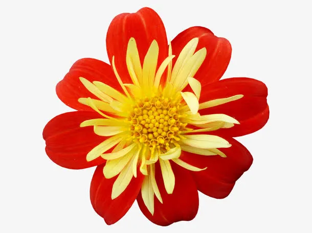 手绘鲜花图片免抠