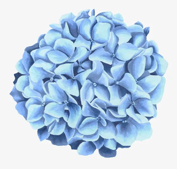 蓝色蝴蝶花花卉免抠