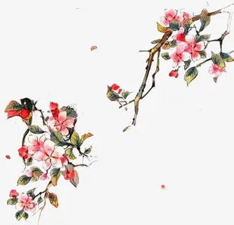 梅花免抠 梅花免抠