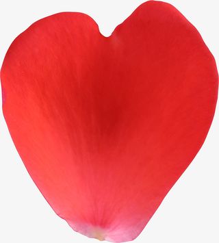 爱心图案花瓣免抠